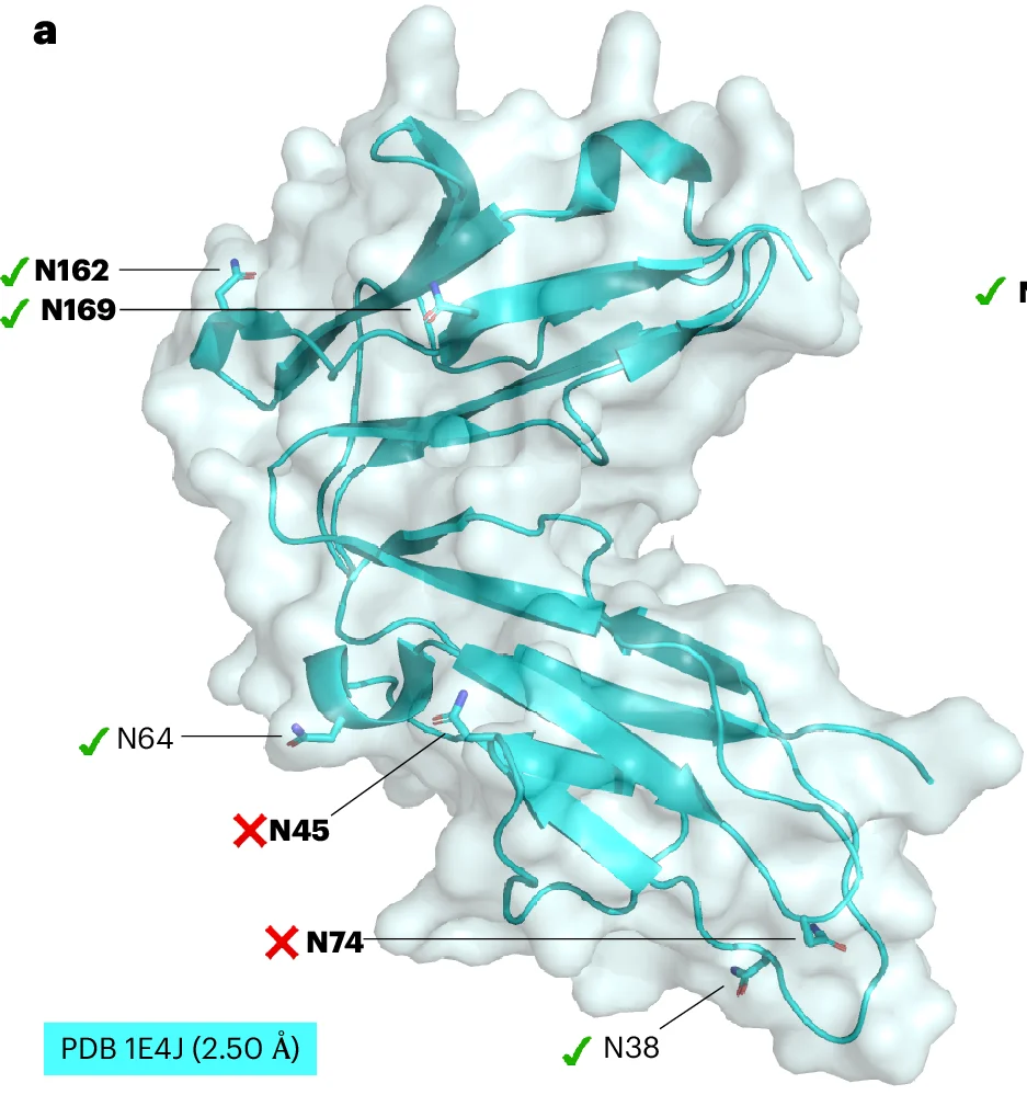 Open access visualization of Protein Structure, CD16b, Structural Alignment, N45, N162
