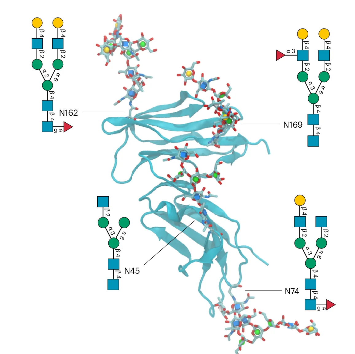 Open access visualization of Protein Structure, Chemical Structure, CD16b, OD1, ND2