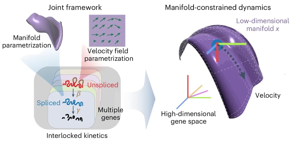 Open access visualization of Workflow, Illustration, Gene Expression, RNA Velocity, Manifold