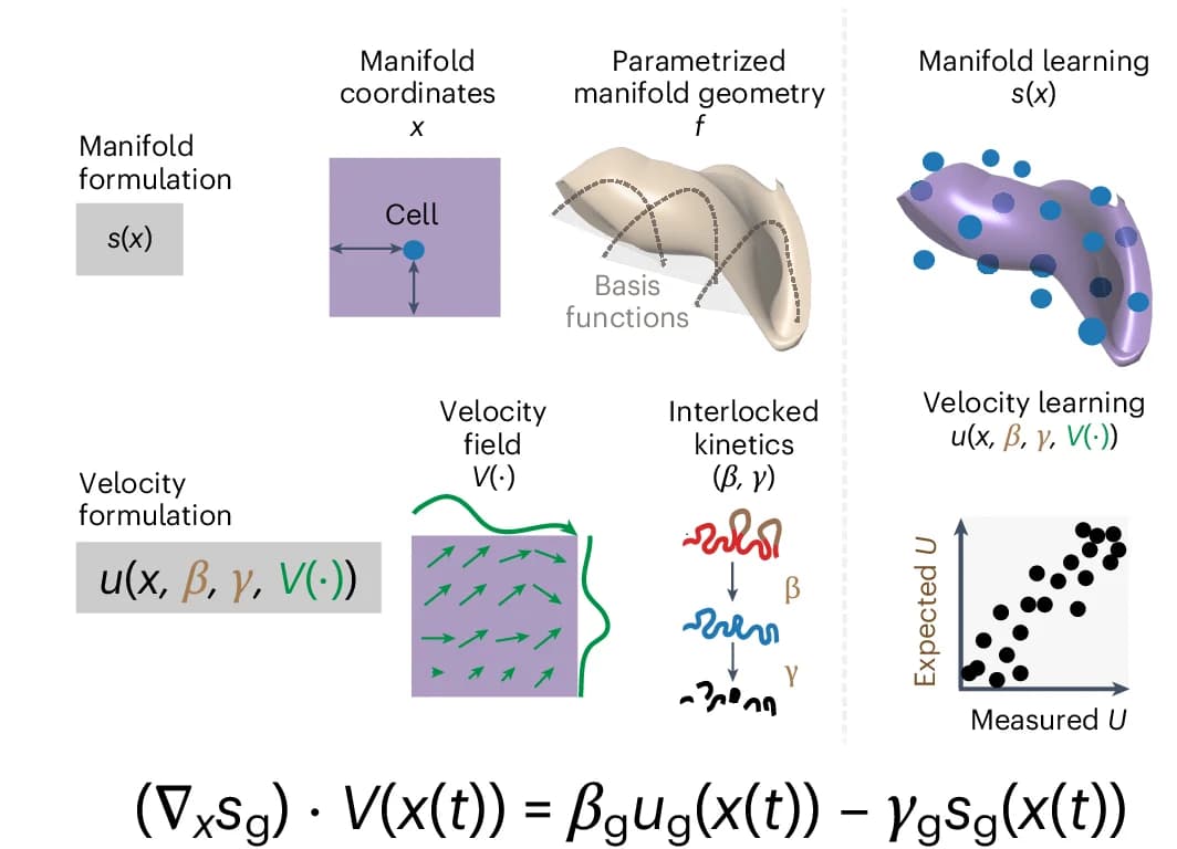 Open access visualization of Illustration, Scatter Plot, Workflow, Manifold Formulation, Spliced Counts