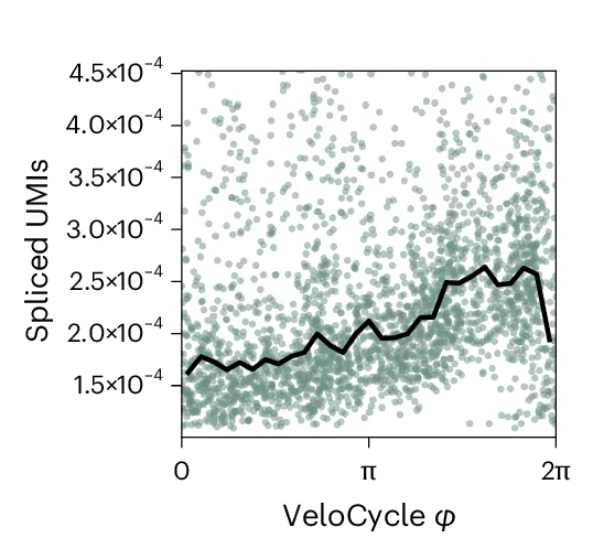 Open access visualization of Scatter Plot, Line Plot, UMI Counts, VeloCycle, Phase