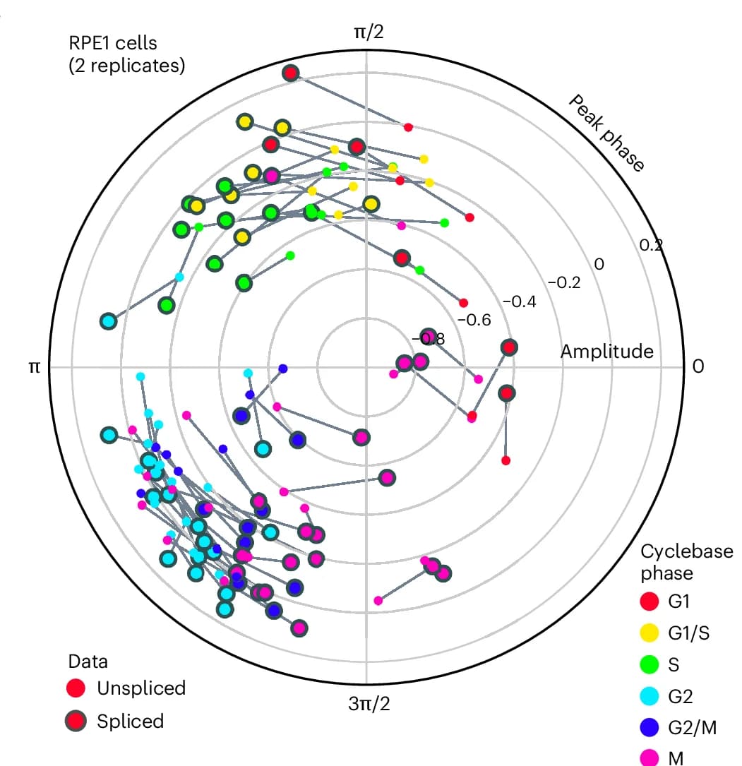 Open access visualization of Scatter Plot, Polar Plot, Gene Expression, Marker Genes, RPE1 Cells