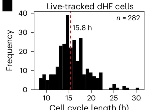 Open access visualization of Histogram, Posterior Estimate Plot, Cell Cycle Speed, dHFs