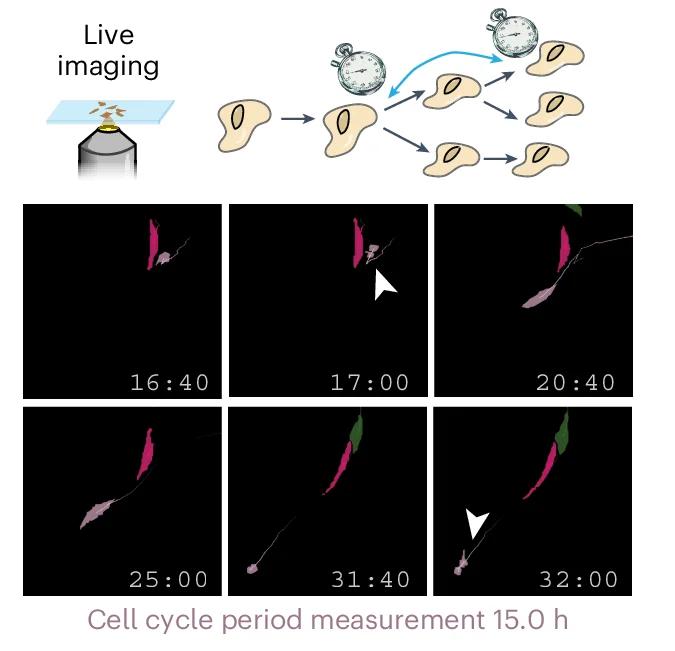 Open access visualization of Microscopy, Workflow, Time-Lapse Microscopy, Cell Divisions, dHFs