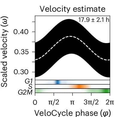 Open access visualization of Line Plot, Error Bars, Heatmap, Posterior Estimate Plot, Cell Cycle Speed