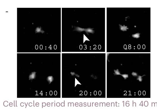 Open access visualization of Microscopy, Cell Tracking, RPE1 Cells, Cell Division