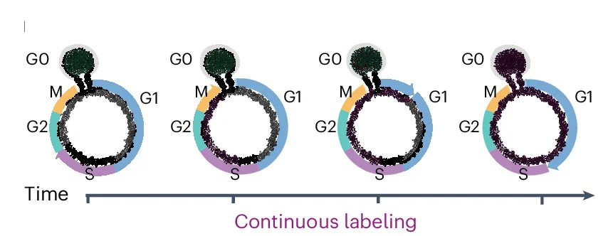 Open access visualization of Scatter Plot, Illustration, EdU, Cell Labeling, Cell Cycle