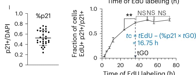 Open access visualization of Scatter Plot, Error Bars, Line Plot, Dot Plot, p21+ Cells