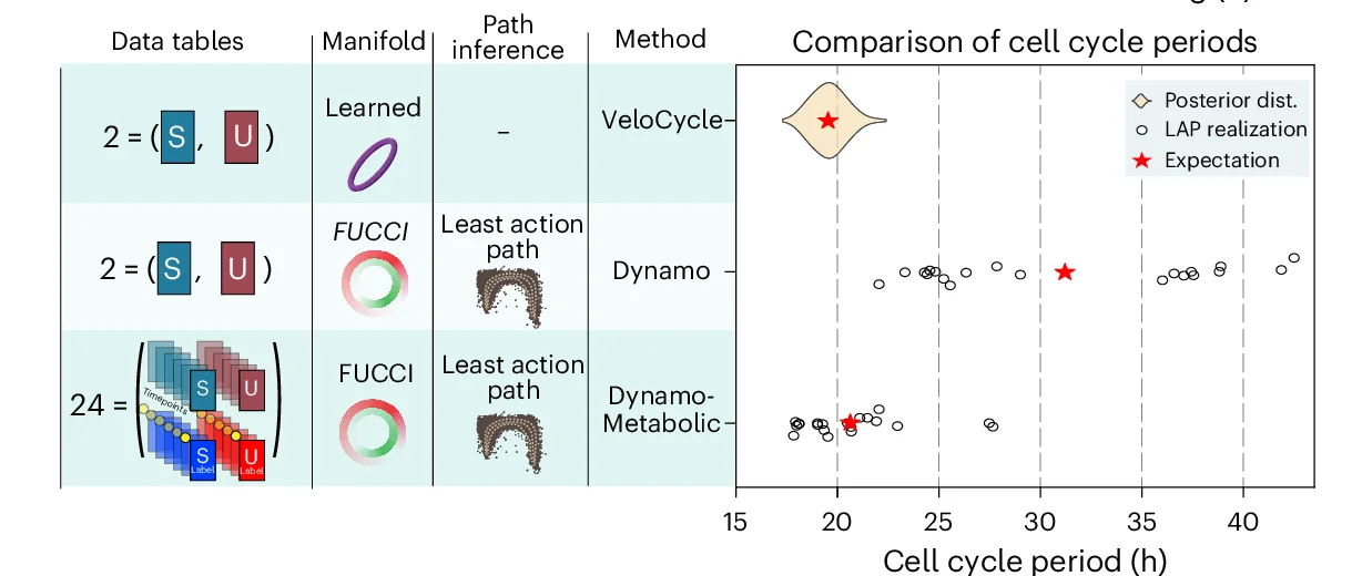 Open access visualization of Violin Plot, Box Plot, Scatter Plot, VeloCycle, Dynamo