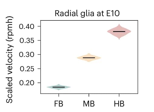 Open access visualization of Violin Plot, Violin Plots, Scaled Velocity, RG Progenitors, Developmental Stage