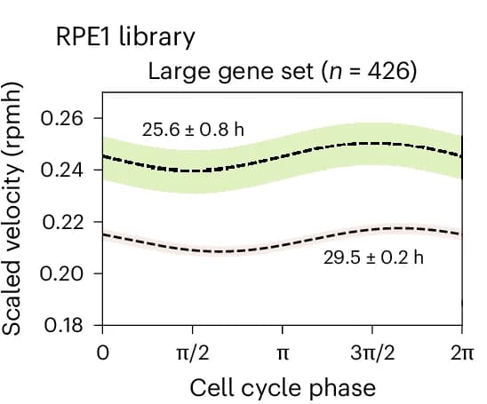 Open access visualization of Line Plot, Error Bars, Posterior Estimate Plot, Cell Cycle Speed, RPE1 Cells