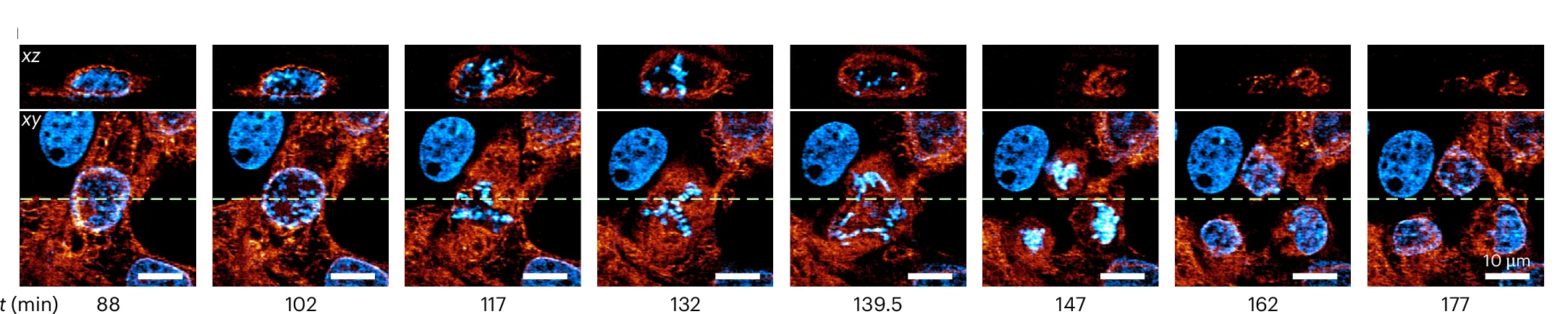 Open access visualization of Microscopy, Time-Lapse, Orthogonal Views, Cell Division, Daughter Cells