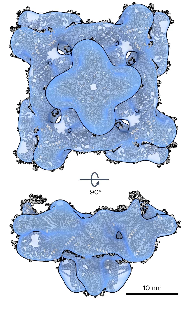 Open access visualization of Protein Structure, RyR1, Particle Images, EBF Images, Reconstruction