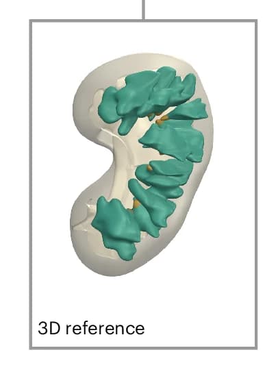 Open access visualization of 3D Plot, HRA 3D Reference Objects, Anatomical Structures, Organs, ASCT+B Tables