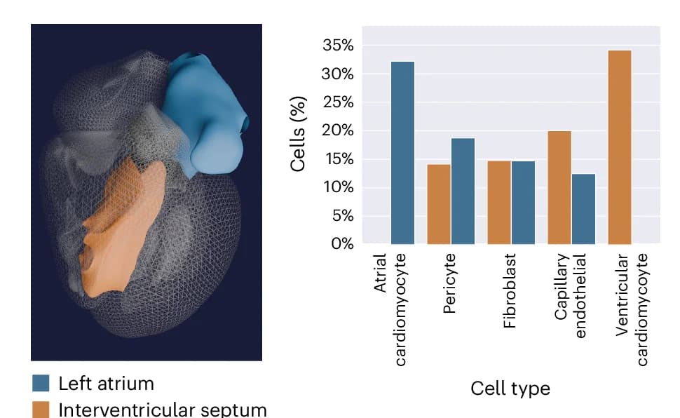 Open access visualization of Clustered, 3D Plot, HRApop, Cell Type Populations, Anatomical Structures
