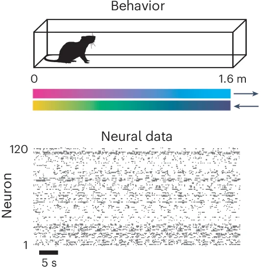 Open access visualization of Illustration, Scatter Plot, Rat, Linear Maze, Spiking Activity