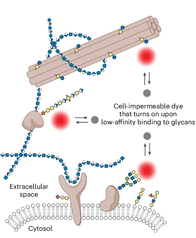 Open access visualization of Illustration, ECM, Extracellular Matrix, Labeling, Dye