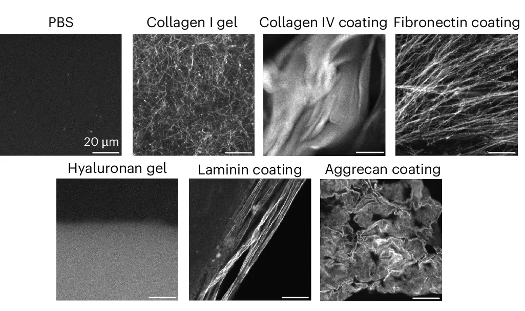 Open access visualization of Microscopy, Rhobo6, ECM Components, Glass Coatings, Gels