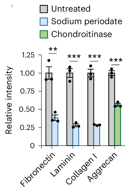 Open access visualization of Bar Plot, Error Bars, ECM Components, Sodium Periodate, Chondroitinase ABC