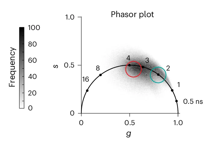 Open access visualization of Scatter Plot, Density Plot, FLIM Microscopy, MCF10A+GFP-MUC1CT Cells, Rhobo6
