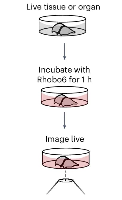 Open access visualization of Workflow, Illustration, Labeling, Tissues, Rhobo6