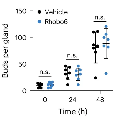 Open access visualization of Scatter Plot, Error Bars, Growth, Morphogenesis, Mouse Embryonic Salivary Glands