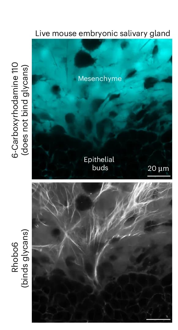 Open access visualization of Microscopy, Mouse Embryonic Submandibular Salivary Gland, Rhobo6, 6-carboxyrhodamine 110, Extracellular Glycans