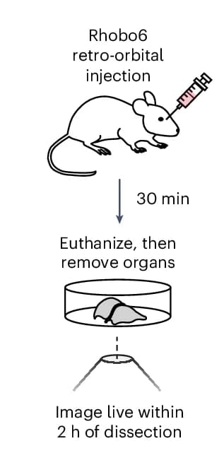 Open access visualization of Workflow, Illustration, Labeling Approach, Mice, Injection