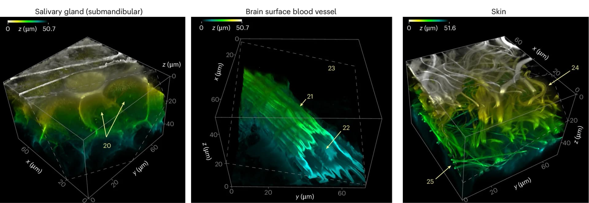 Open access visualization of 3D Plot, Microscopy, Three-Dimensional Reconstructions, Tissues, 2P Microscopy