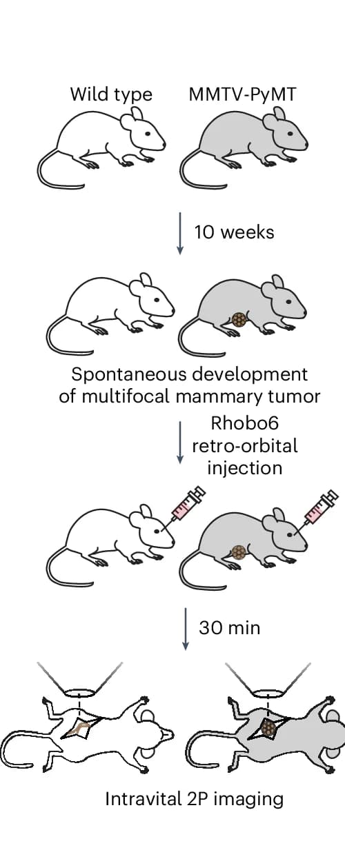 Open access visualization of Workflow, Illustration, Experimental Timeline, Intravital Imaging, Wild-Type Mice