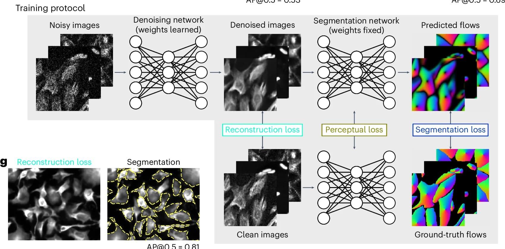 Open access visualization of Workflow, Microscopy, Training Protocol, Cellpose3, Denoising Network