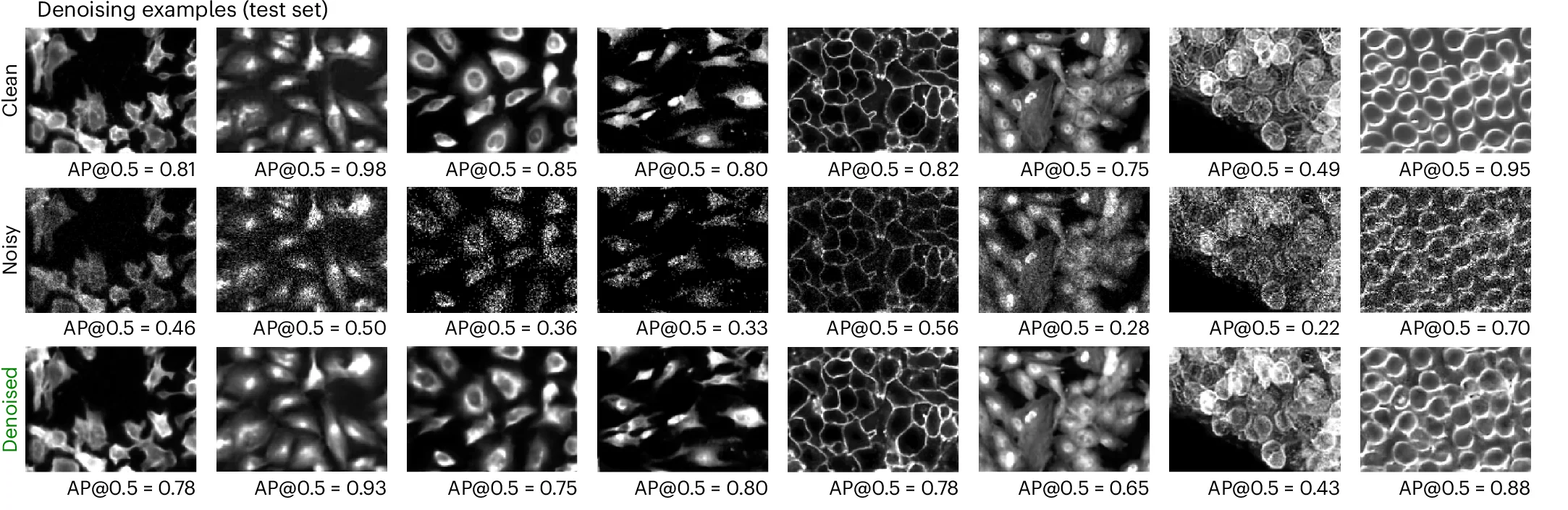 Open access visualization of Microscopy, Cellpose, Test Set, Poisson Noise, Denoising
