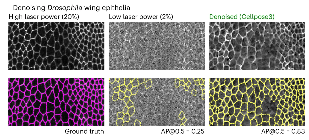 Open access visualization of Microscopy, Drosophila, Wing Epithelial Cells, Laser Power, Cellpose3