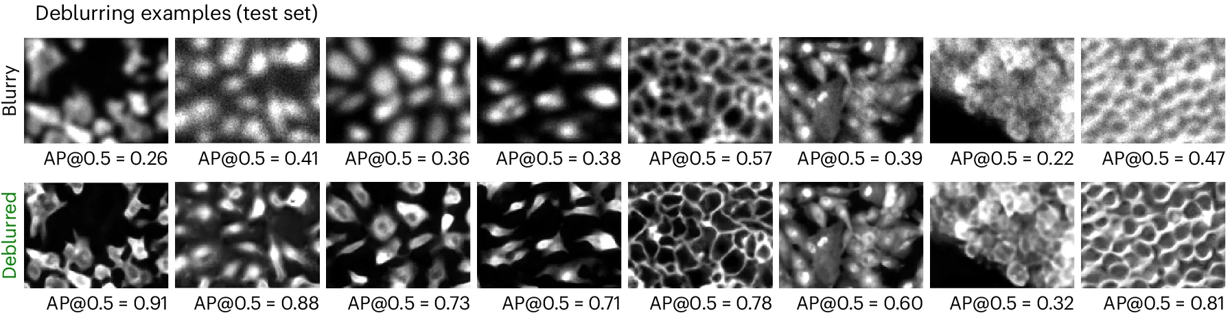 Open access visualization of Microscopy, Image Crops, Gaussian Blurring, Cellpose3, Deblurring