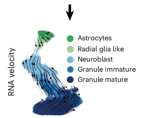 Open access visualization of Illustration, RNA Velocity
