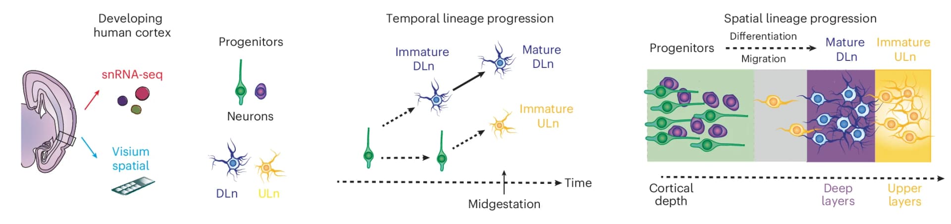 Open access visualization of Workflow, Illustration, Radial Glia Cells, Intermediate Progenitors, Deep Layer Neurons