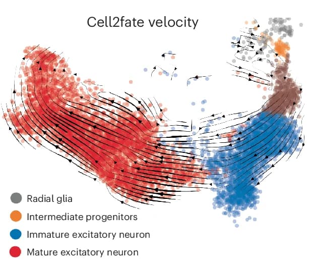Open access visualization of Scatter Plot, Line Plot, Velocity Graph, UMAP Embedding, Human Brain Data