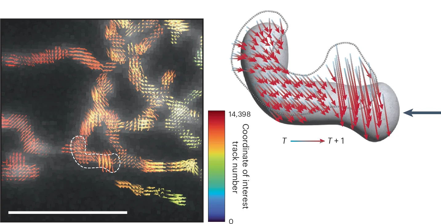 Open access visualization of Microscopy, Illustration, Flow Vectors, Voxels, Mitochondrion