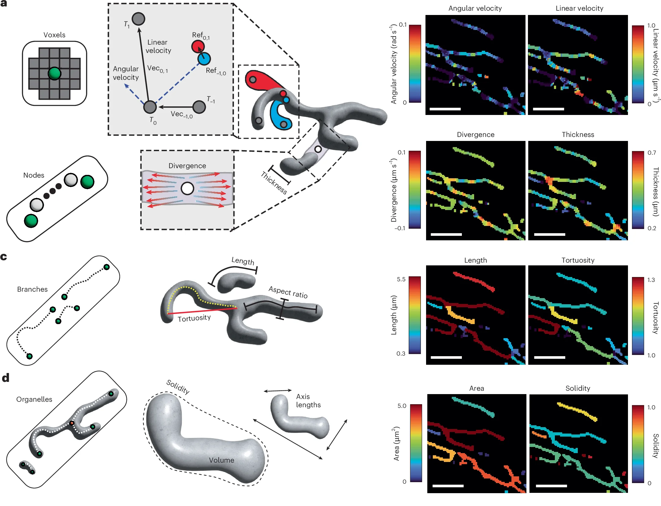Open access visualization of Heatmap, Illustration, Skeleton Node, Organelle, Voxel