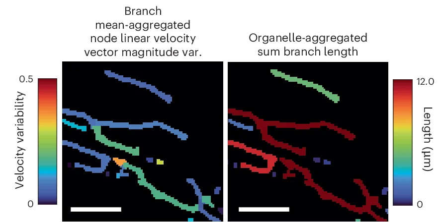 Open access visualization of Heatmap, Metric Calculation, Linear Velocity, Branch Length, Node