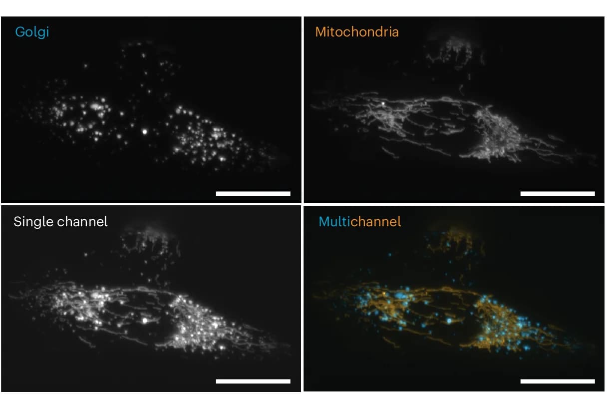 Open access visualization of Microscopy, Golgi, Mitochondria, Fluorescence, Single-channel