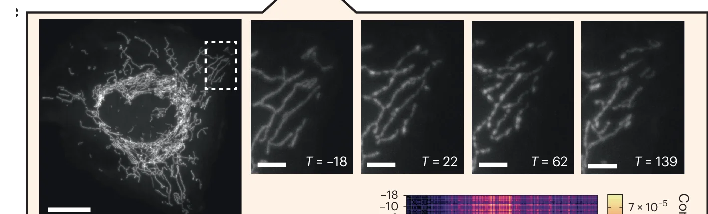Open access visualization of Microscopy, Heatmap, Fluorescently Labeled Mitochondria, Representative Images, Ionomycin Treatment