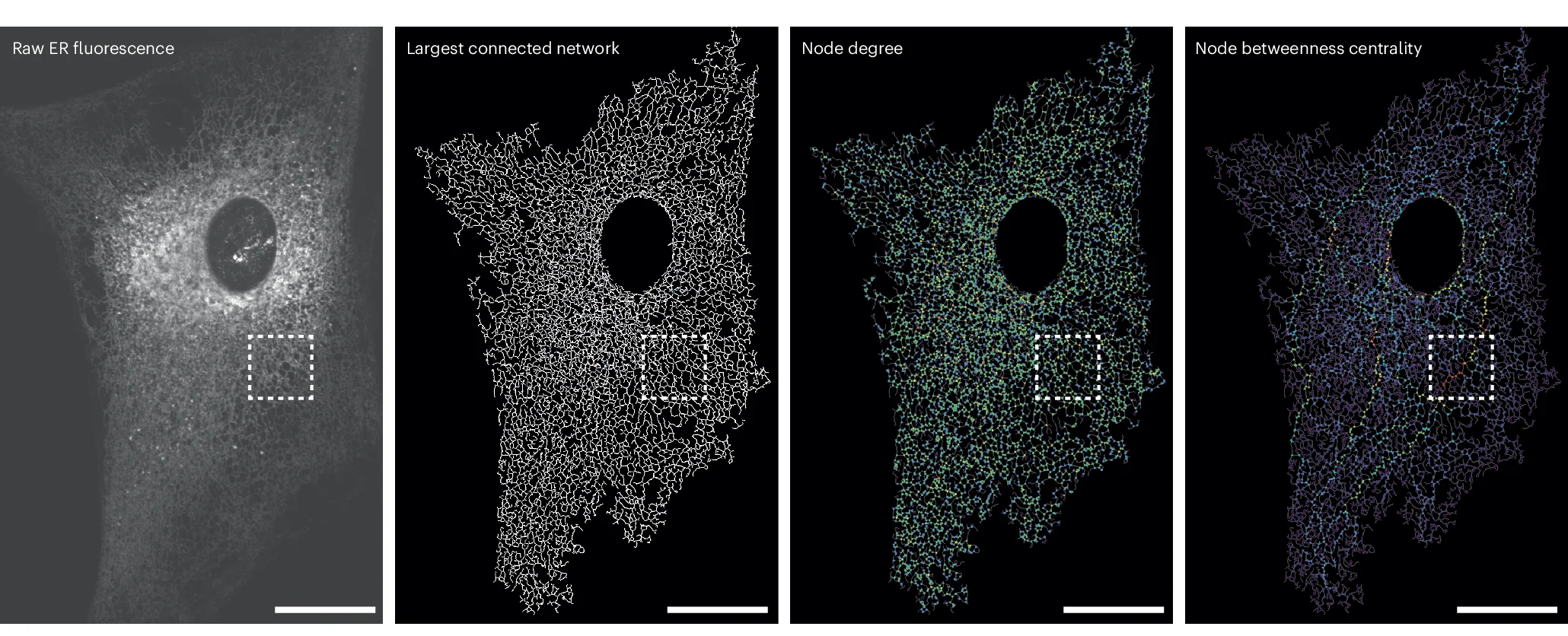 Open access visualization of Microscopy, Network, Fluorescence, ER Network, Fibroblast Cell
