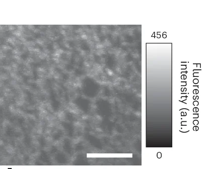 Open access visualization of Microscopy, Fluorescence, ER Network, Fibroblast Cell
