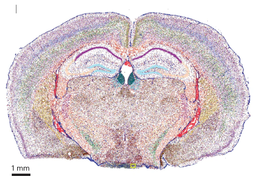 Open access visualization of Microscopy, Spatial Map, Cell Types, Region of Interest