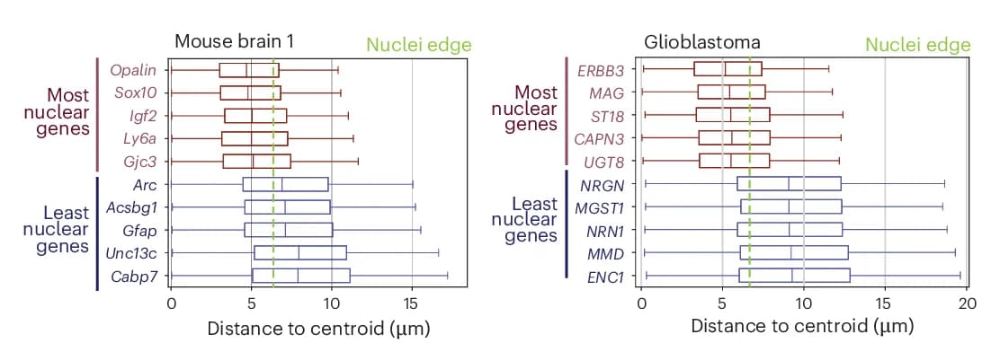 Open access visualization of Box Plot, Subcellular Distribution, Nuclei, Cytoplasm, Mouse Brain