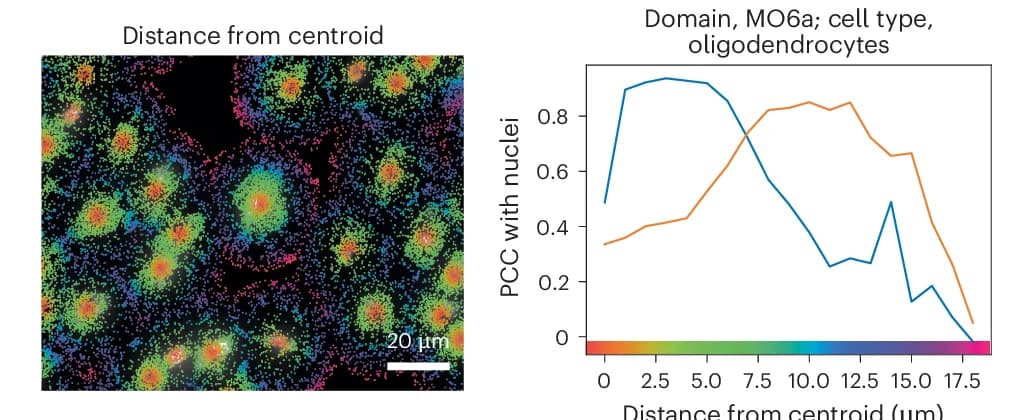 Open access visualization of Line Plot, Microscopy, Photo, Mouse Brain Region, DAPI Staining