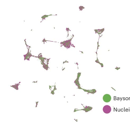 Open access visualization of Scatter Plot, UMAP, Cells, Baysor Segmentation, Xenium Nuclear Segmentation
