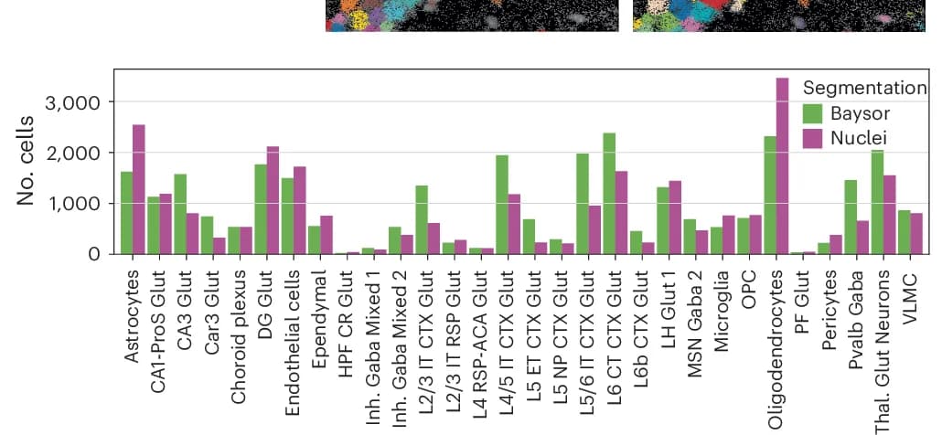 Open access visualization of Clustered, Bar Plot, Cell Counts, Cell Population, Segmentation Strategies