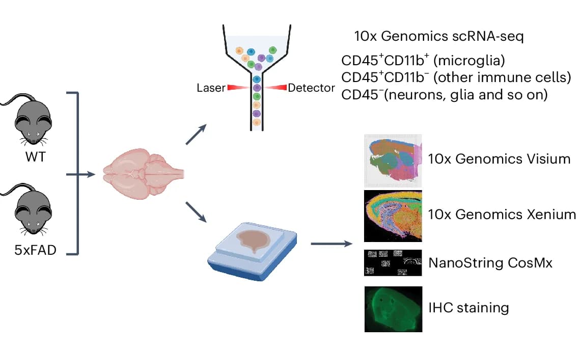 Open access visualization of Workflow, Mouse Brain Tissues, WT, AD